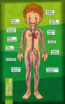 Puzzle Iman E.Creativos 16X10 Cm. Cuerpo Humano Sist.Circulatorio  40 Piezas. Cod. Im1601